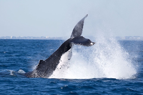 Humpback Whale (Megaptera novaeangliae)